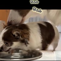 メルちゃんの後頭部にチョンチョンするピエナちゃん