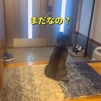 健気に待ち続けるチビくん