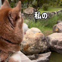 鯉に餌をあげた時のたこやきちゃん4