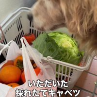 キャベツを食べていた！！