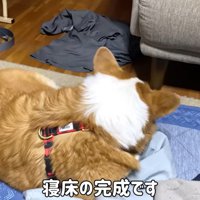 眠るはなちゃん