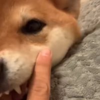 噛み付く柴犬