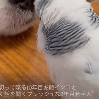 ナナちゃんがおしゃべりしていたら