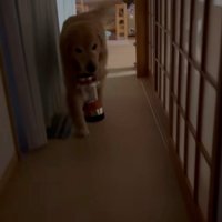 懐中電灯をくわえて戻ってくる犬