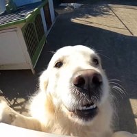 メイちゃんが投稿者さんをお出迎え