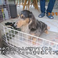 ご近所のココちゃん