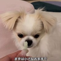 歯磨きガムを怖がるぽっぷくん
