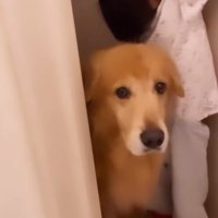 トイレを出入りするゴールデンレトリバーと幼い男の子