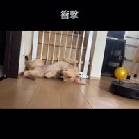 仰向けで熟睡中の犬