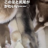 重なり合って過ごす子犬たち