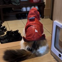 カッパを着て玄関で待つ猫の後ろ姿