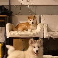 飼い主を見つめる犬たち