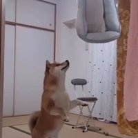 立って文句を言う柴犬