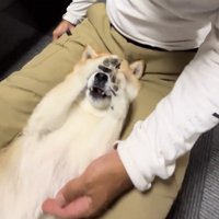 顔を前足で隠す犬