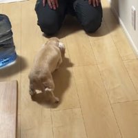 尻尾だけはブンブン♪
