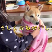 今日のお客さんは柴犬