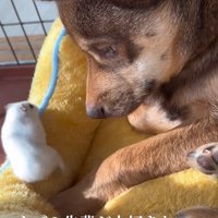 ハムスターを見つめる保護犬
