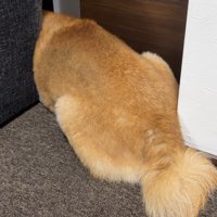 隠れて拒否
