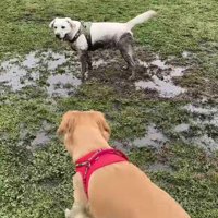 むぎちゃんが制止します