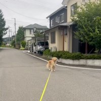 遠くで立ち止まる犬