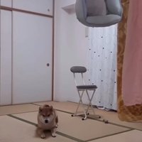 座り込む柴犬