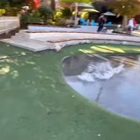 茶々丸くんのハプニング5