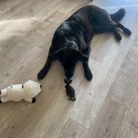 キングくんと子猫2