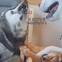 くまごろう君をしつけるごま君