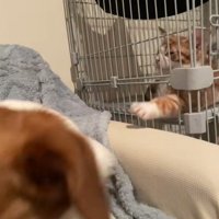 お手々を伸ばし続けるまめちゃん