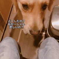 飼い主さんを心配するデイジーさん