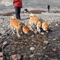 氷河の融け水で水分補給