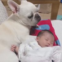 赤ちゃんに寄り添うロイちゃん3