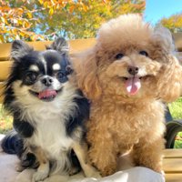 同居犬さんと真逆の毛並み！