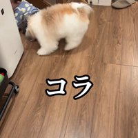 赤ちゃんを守る小太郎くん4