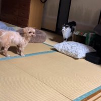 ビビちゃんを遊びに誘うイヴちゃん7