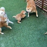 嫌がる豆千代くん