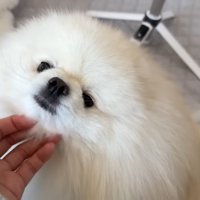 順番待ちしているポテチくん