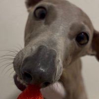 遠慮がちにイチゴをパクッ