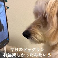 画面を見る犬6