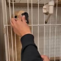 鼻を押し込まれるかやちゃん