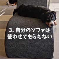 ソファを占領中！