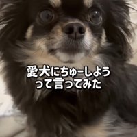 きょとんとする犬
