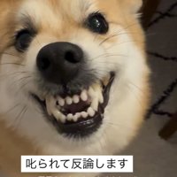 歯をむき出しにする犬
