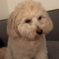 喧嘩仲裁中に眠くなるワンコ6