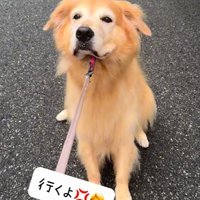 リードで引っ張られても散歩を拒否する大型犬