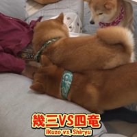 甘える四竜くんＶＳ割り込む幾三くん