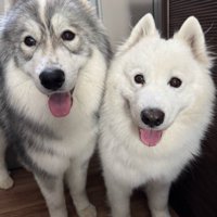 並んでお散歩を待つ