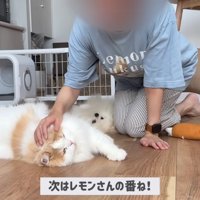 2匹を交互にナデナデ♪