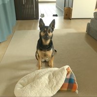 お気に入りのアイテムなのだそう♪