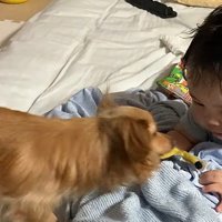 こはくちゃんが登場